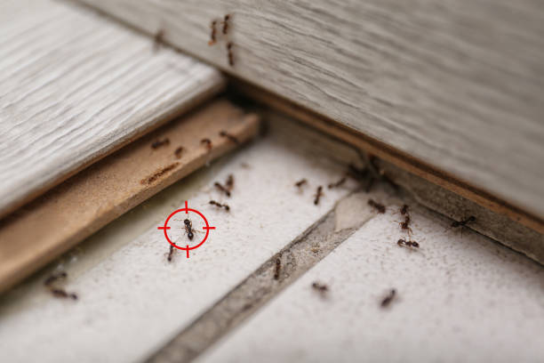 Best Pest Prevention Services  in Grandyle Village, NY